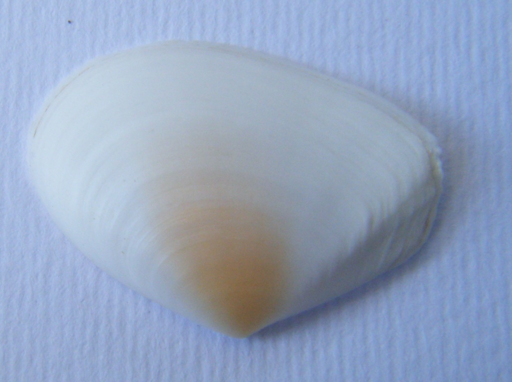 Bivalve3  Macoma cumana,